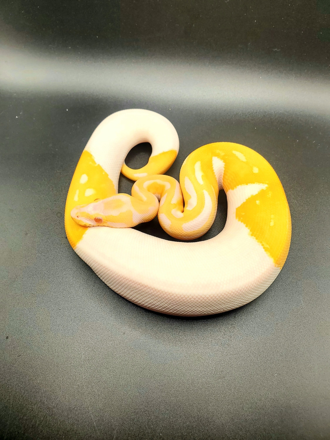 Albino Piebald Ball Python by CS Reptile Exotics - MorphMarket