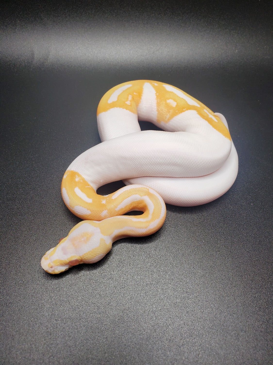 Albino Piebald Ball Python by CS Reptile Exotics - MorphMarket