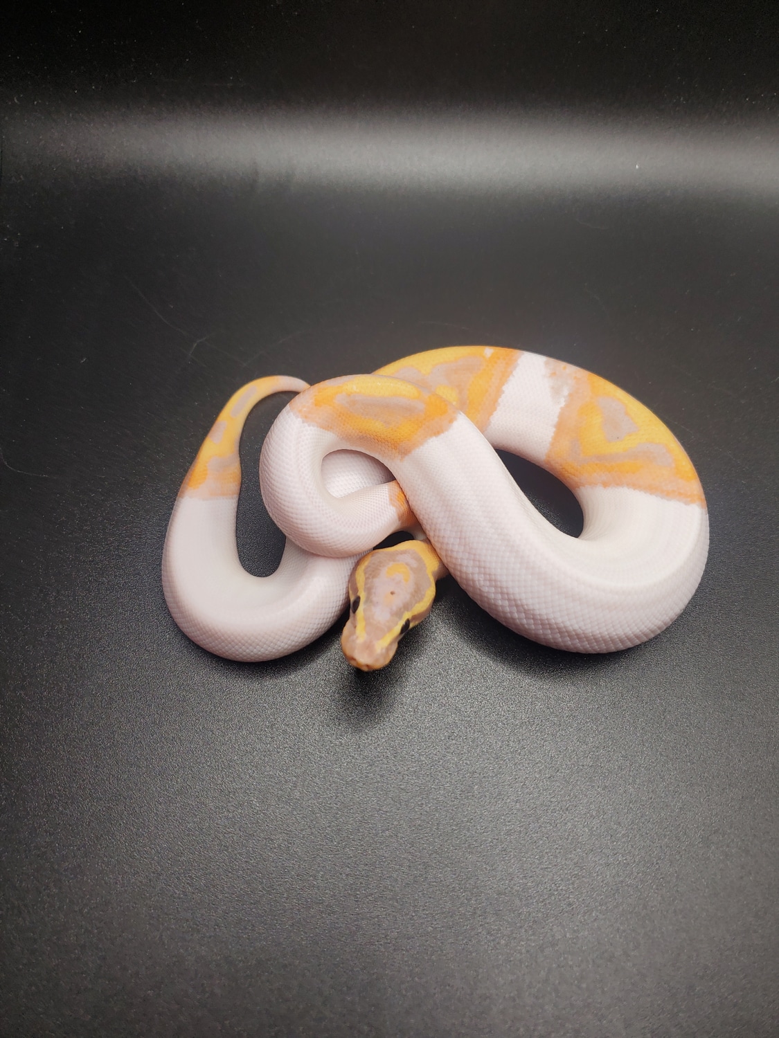 Banana Piebald Ball Python by CS Reptile Exotics MorphMarket
