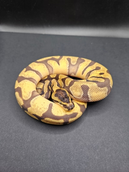 Super Enchi Het Sunset Ball Python by CS Reptile Exotics