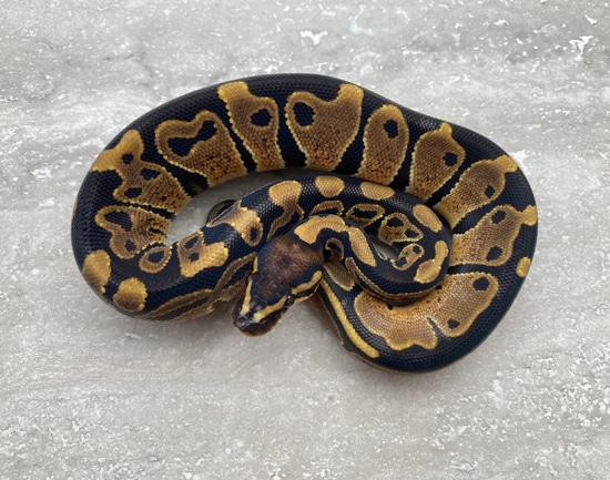 66% Het Monarch Ball Python by Family Jewels Reptiles