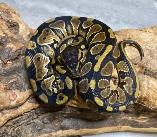 100% Het Pied (Probable Mahogany) Ball Python by Family Jewels Reptiles