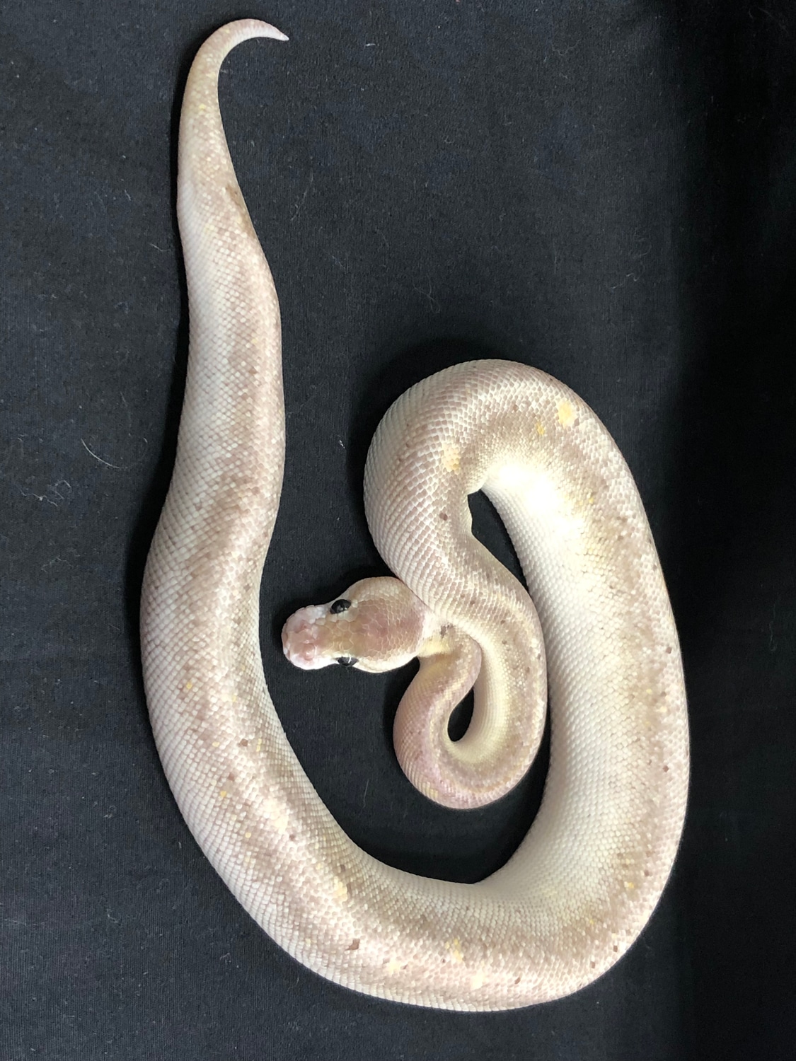 Super Cinnamon Pastel Calico 245 Gr Ball Python by Family Reptiles ...