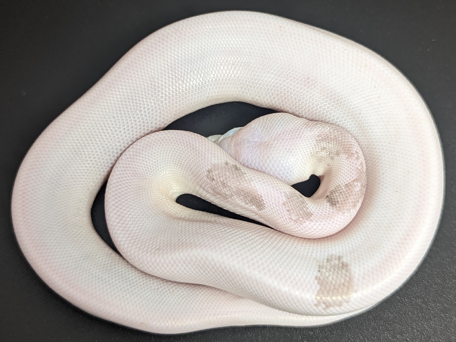 Pastel Grey Matter Ball Python by Family Reptiles Lakeland - MorphMarket