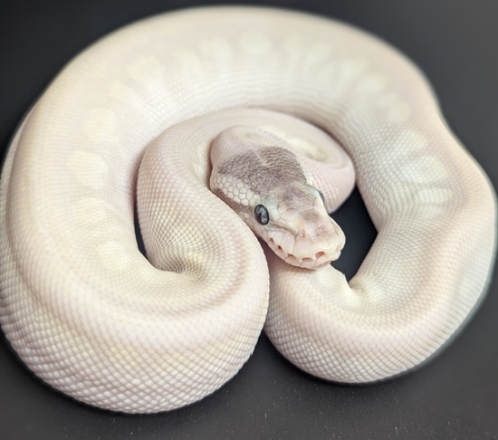 Mojave Mystic Het Pied Ball Python by Family Reptiles Lakeland