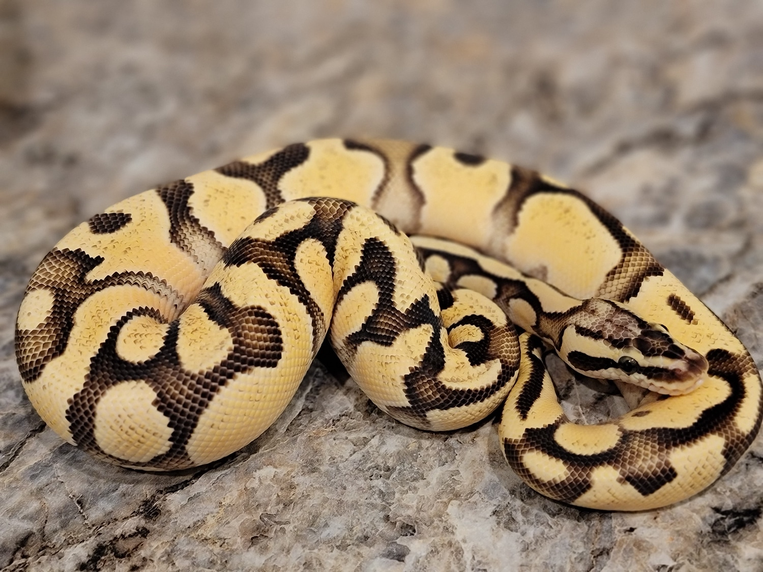 Enchi Firefly DH Clown VPI Axanthic Ball Python by Hobson Family ...