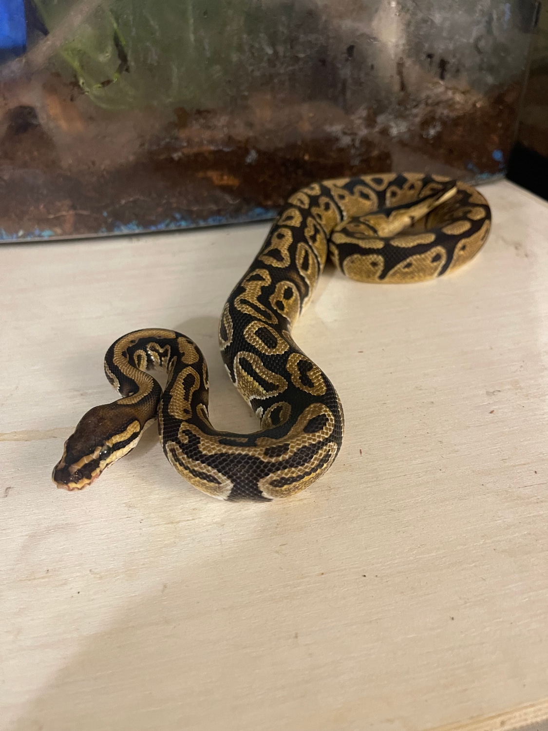 Ball Python Het Sunset by Fangs and Stingers - MorphMarket