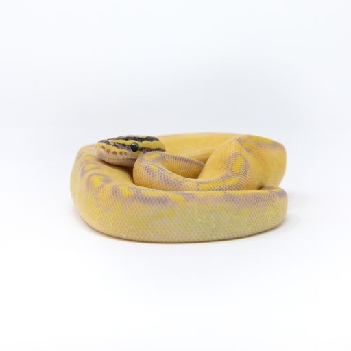 Pastel Enchi Highway Ball Python by Fantastic Herps MorphMarket