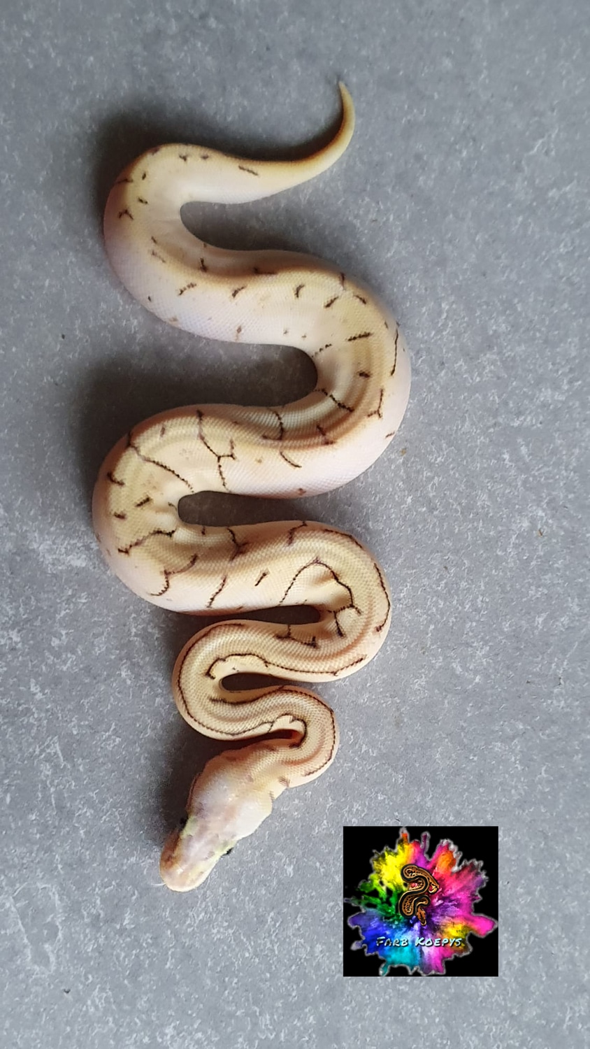 Bumblebee Mojave Pinstripe Sugar Poss Yellowbelly Ball Python by Farb ...