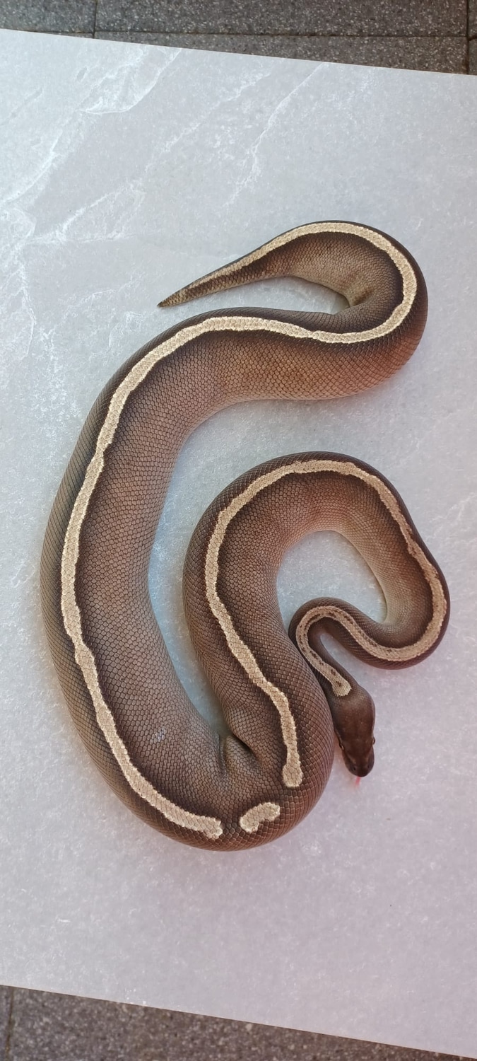 GHI Mojave Poss Het TSK Axanthic Ghost Ball Python by Farb Koepys ...