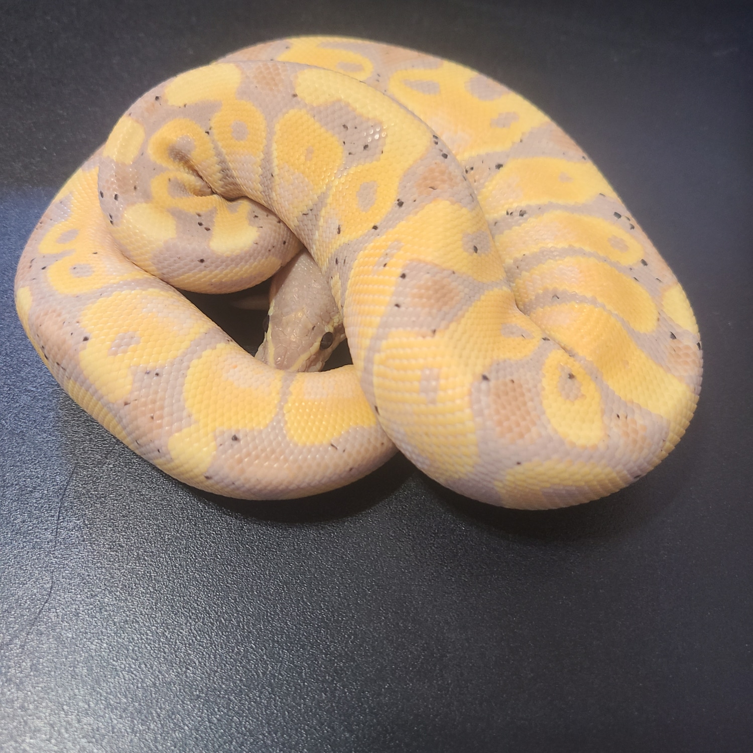 Banana Yellowbelly Or Gravel Ball Python by Farland Exotics MorphMarket
