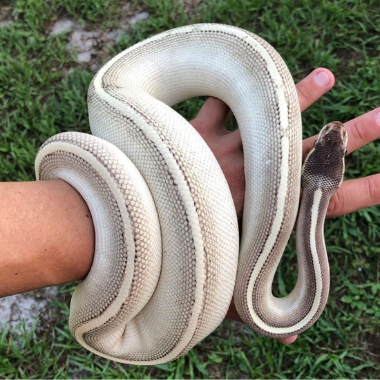 Purple Passion Ball Python by Southern Royalty Pythons