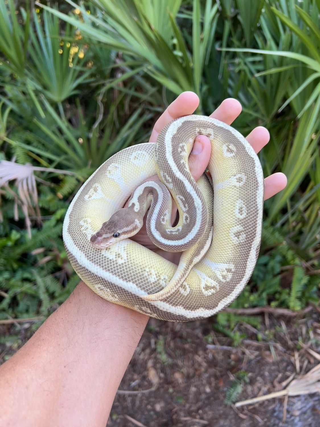 2019 Female Soul Sucker Poss Enchi Ball Python by Southern Royalty ...