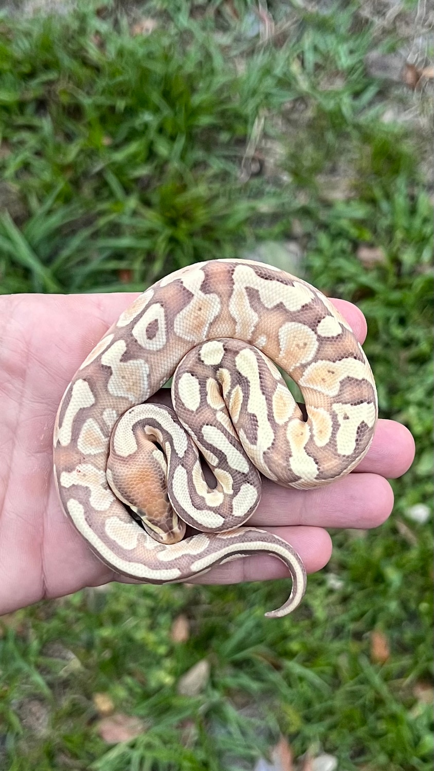 Banana Butter Ball Python by Southern Royalty Pythons - MorphMarket
