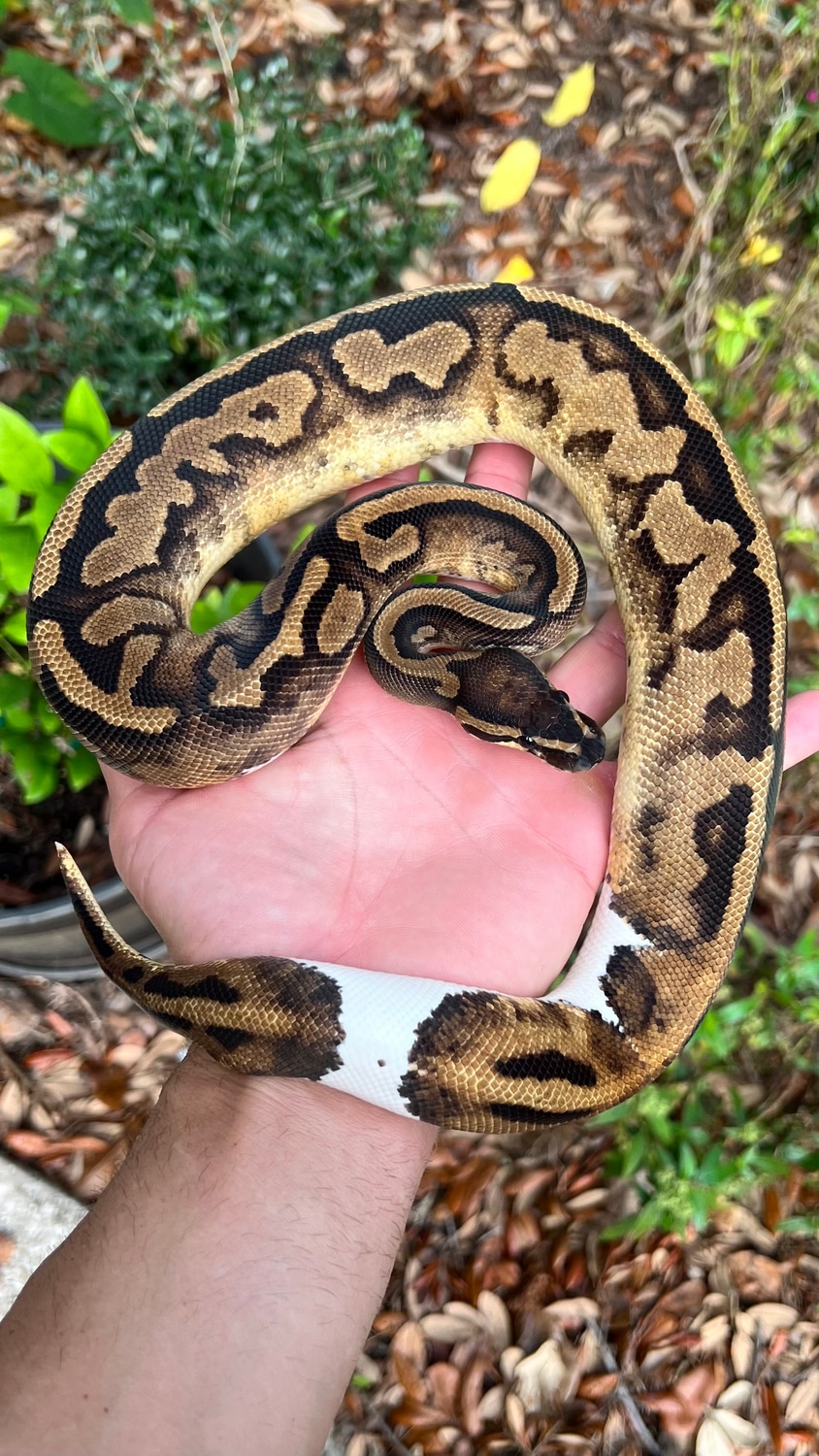 Piebald Het Hypo Ball Python by Southern Royalty Pythons - MorphMarket