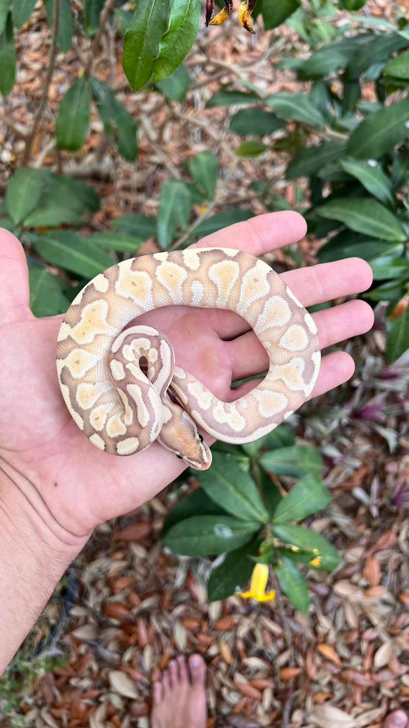 Banana Butter Ball Python by Southern Royalty Pythons MorphMarket