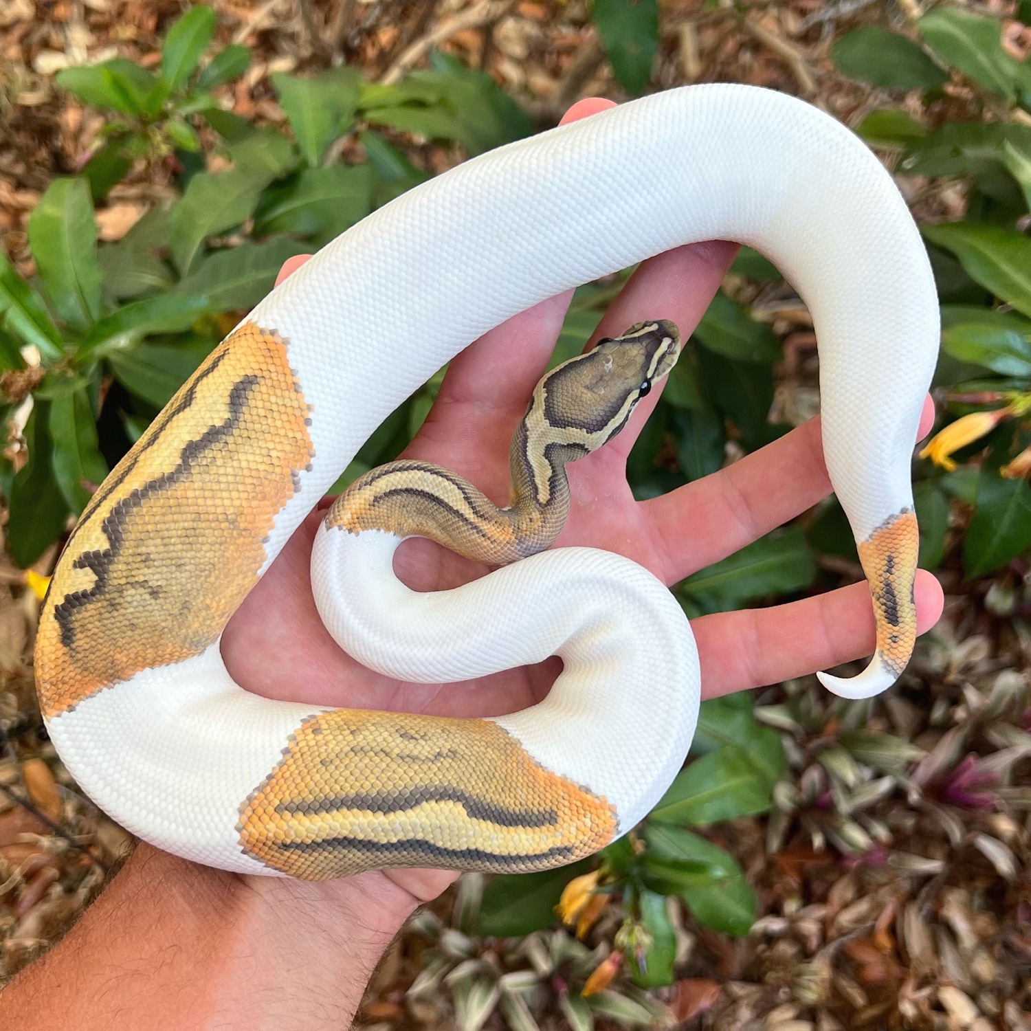 Ghost Piebald Ball Python by Southern Royalty Pythons - MorphMarket