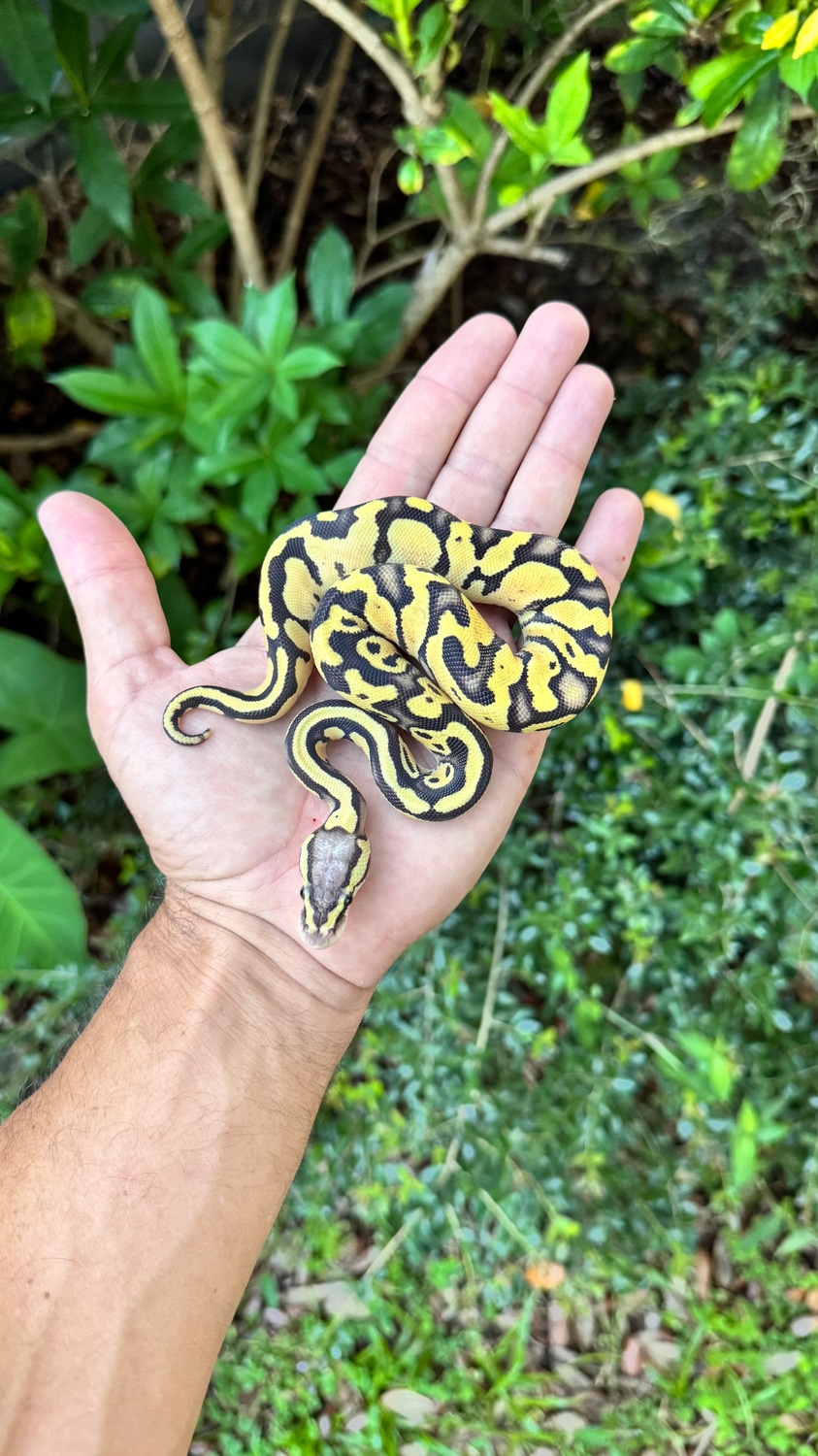 Southern Royalty Pythons