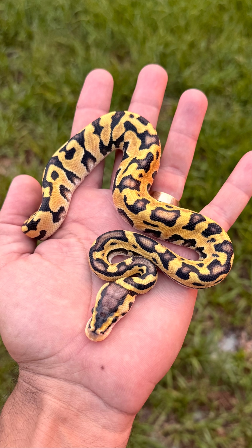 Southern Royalty Pythons