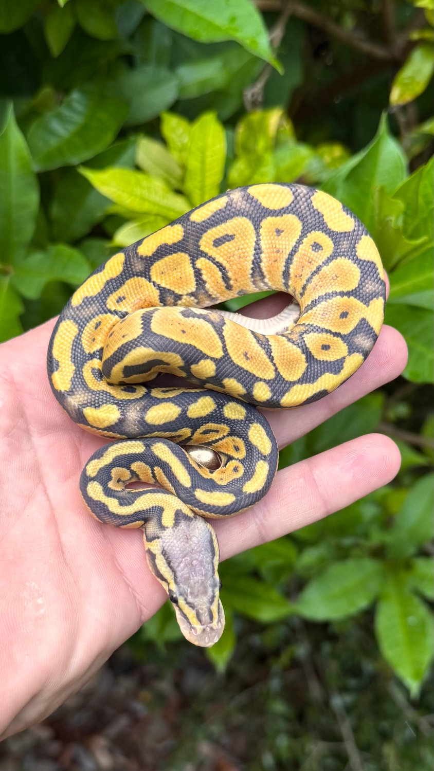 Southern Royalty Pythons