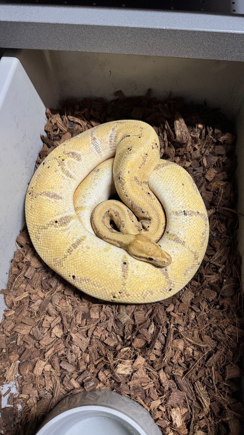 Southern Royalty Pythons