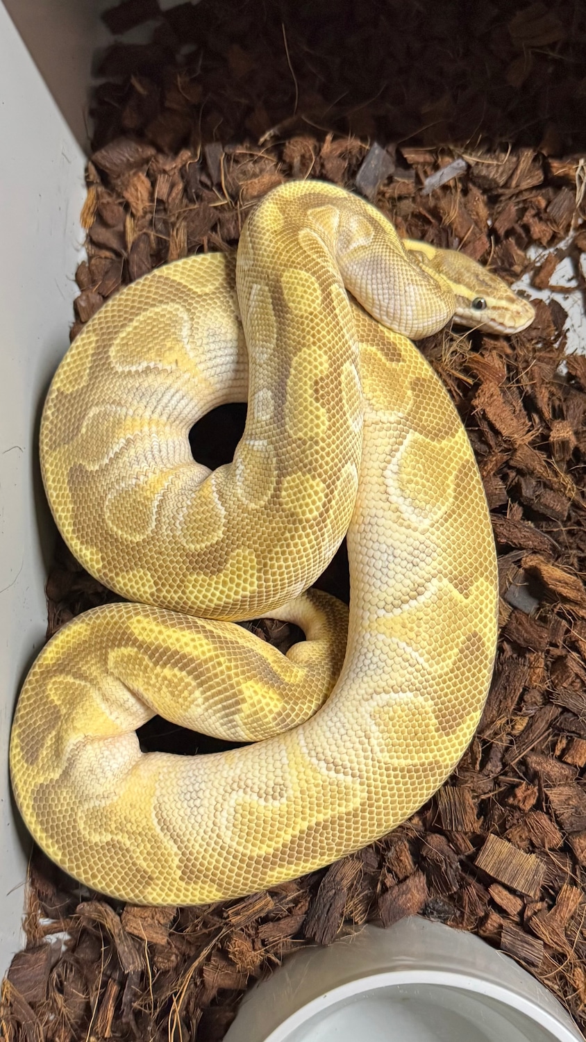 Southern Royalty Pythons