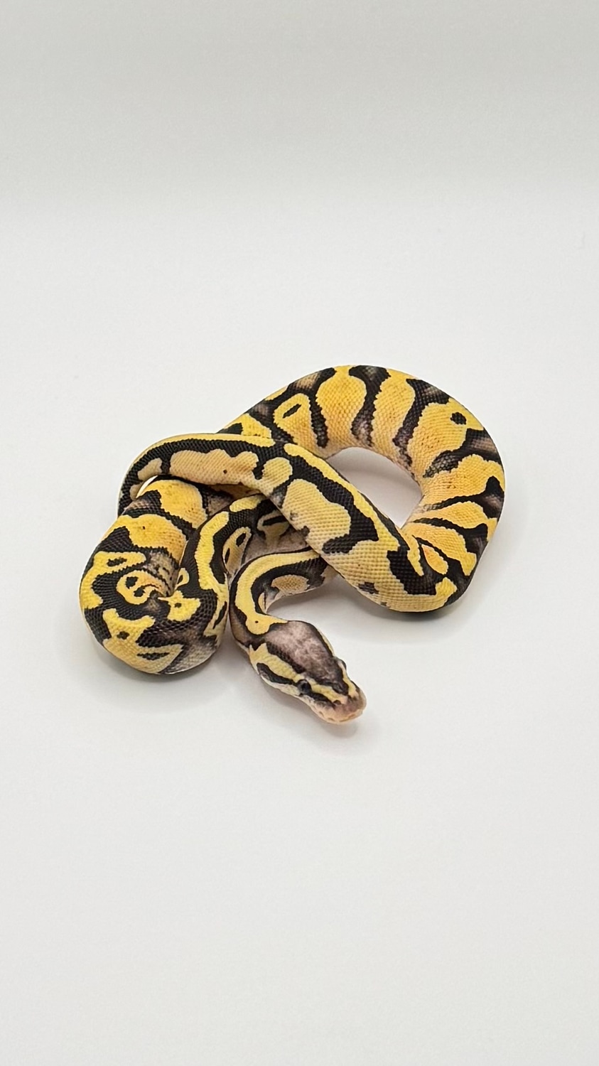 Southern Royalty Pythons