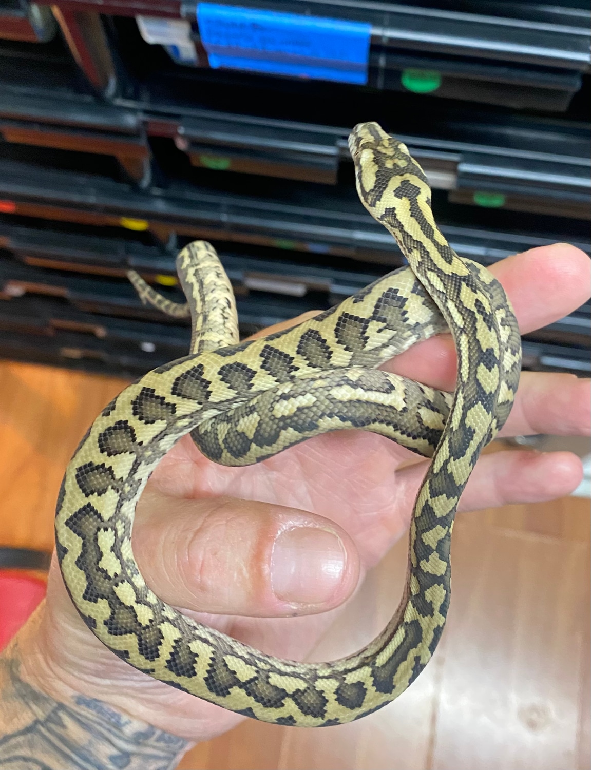 Striped Carpet Python Other Carpet Python by Convicted Constrictors ...