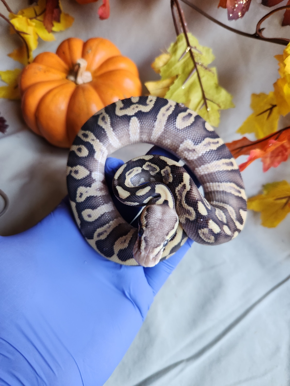GHI Pastave Leopard Het Hypo 50% Het Clown Ball Python by Color Me ...