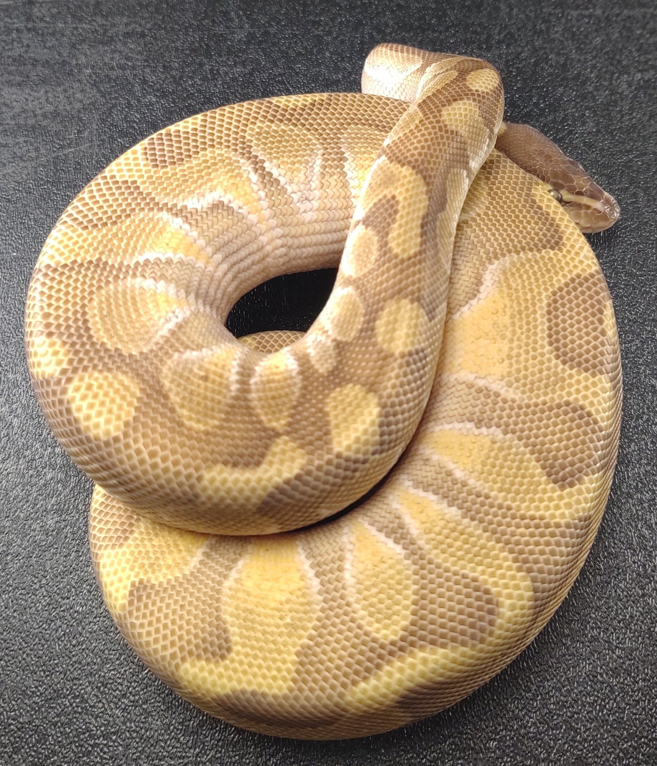 Lesser Enchi Blackhead Ball Python by Fat Boy's Ball Pythons - MorphMarket