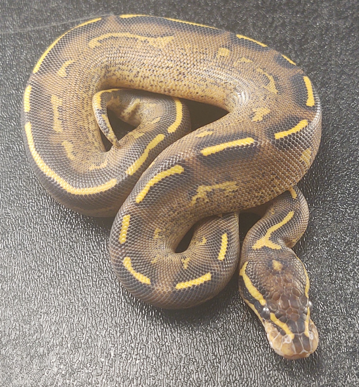 Freeway Ball Python by Fat Boy's Ball Pythons - MorphMarket