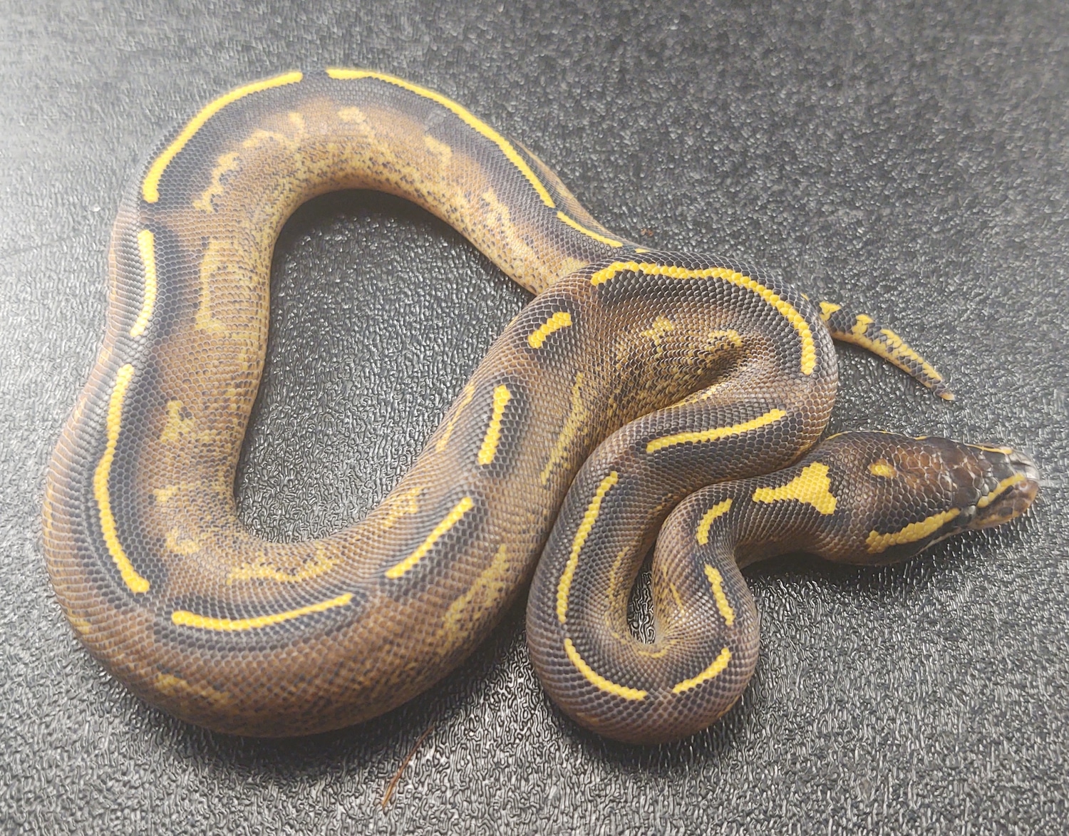 Freeway Ball Python by Fat Boy's Ball Pythons - MorphMarket