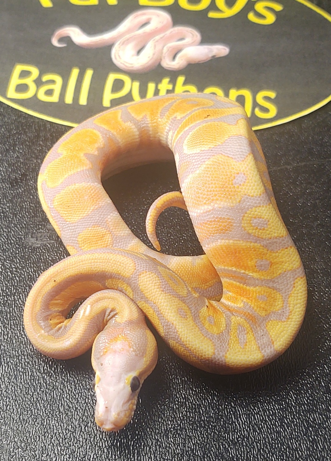 Banana Microscale Ball Python by Fat Boy's Ball Pythons - MorphMarket