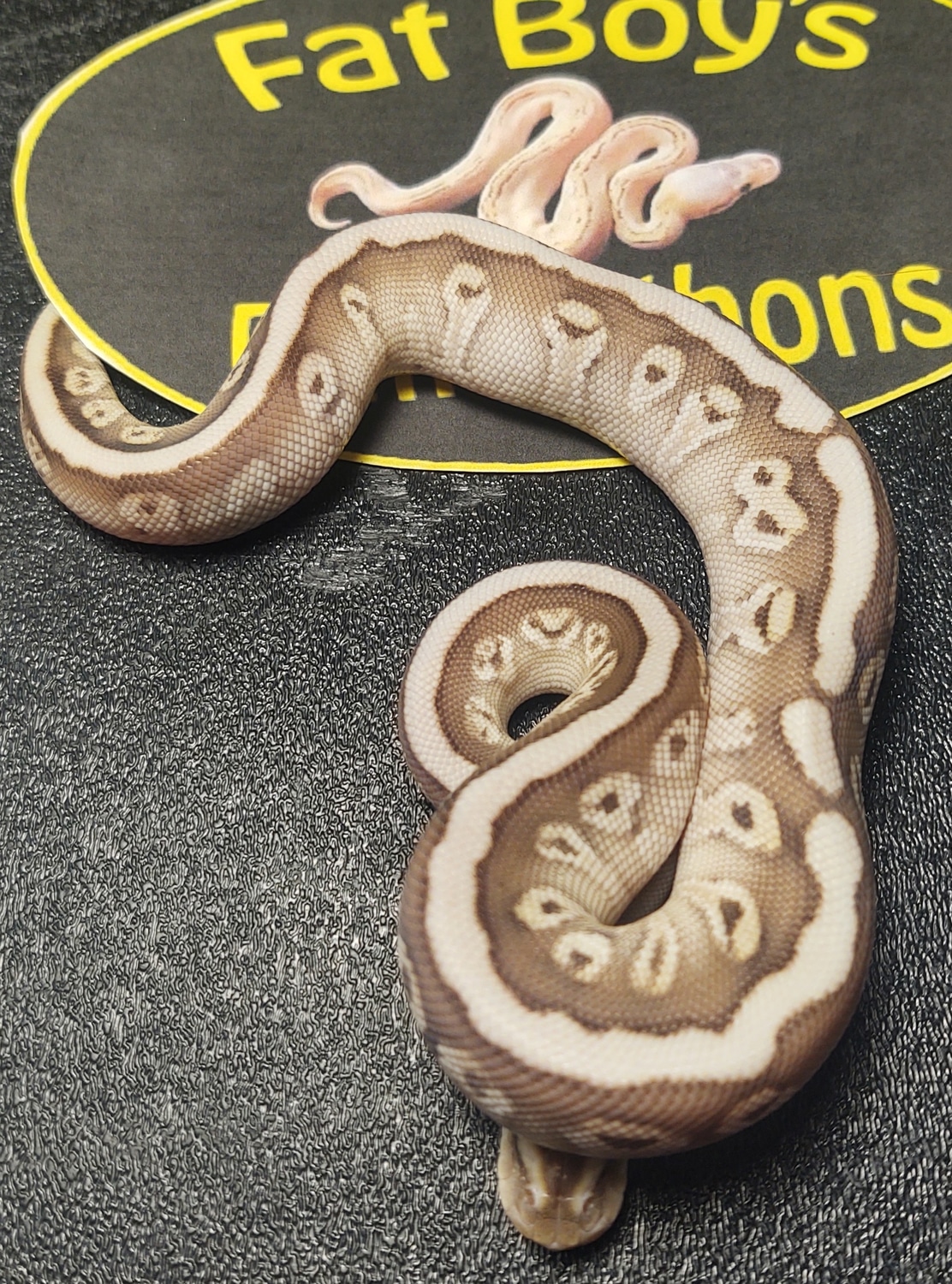 Soul Sucker Ball Python by Fat Boy's Ball Pythons - MorphMarket