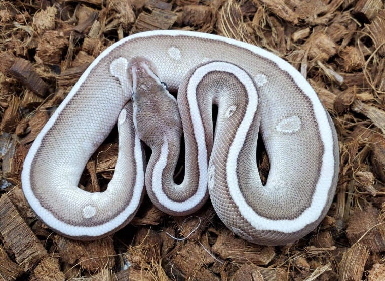 Super Enchi Super Blackhead Lesser RG RNG Ball Python by Fat Boy's Ball ...