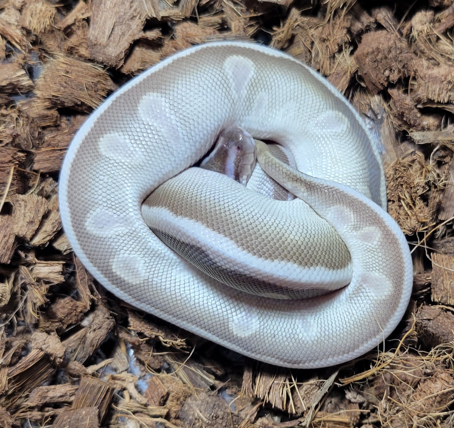 Soul Sucker Ball Python by Fat Boy's Ball Pythons - MorphMarket