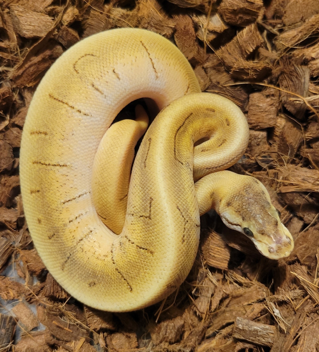 Enchi Spinner Ball Python by Fat Boy's Ball Pythons - MorphMarket