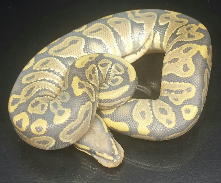 Hypos Ball Python by Fat Boy's Ball Pythons - MorphMarket