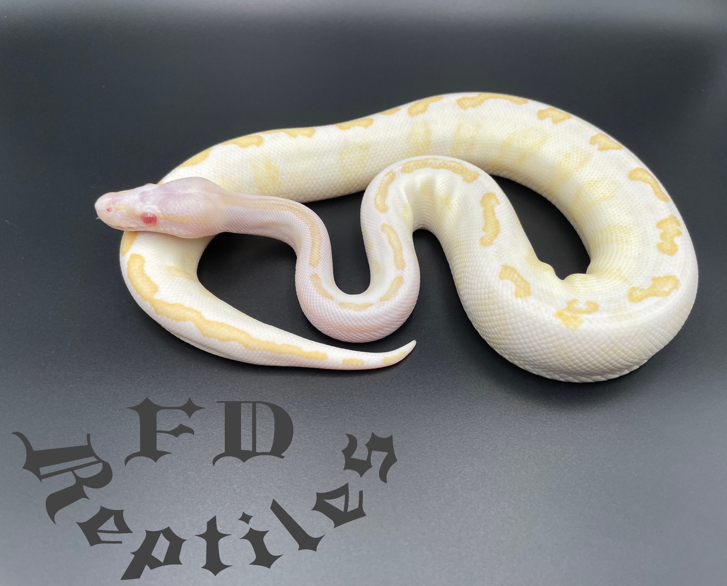 Albino Super GHI Black Head Ball Python by FD reptiles by Felix ...