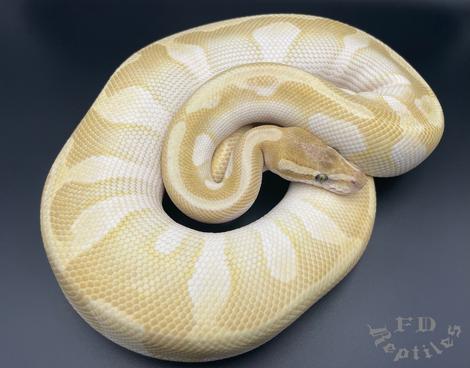 Crystal Enchi (Quartz) Ball Python by FD reptiles by Felix MorphMarket