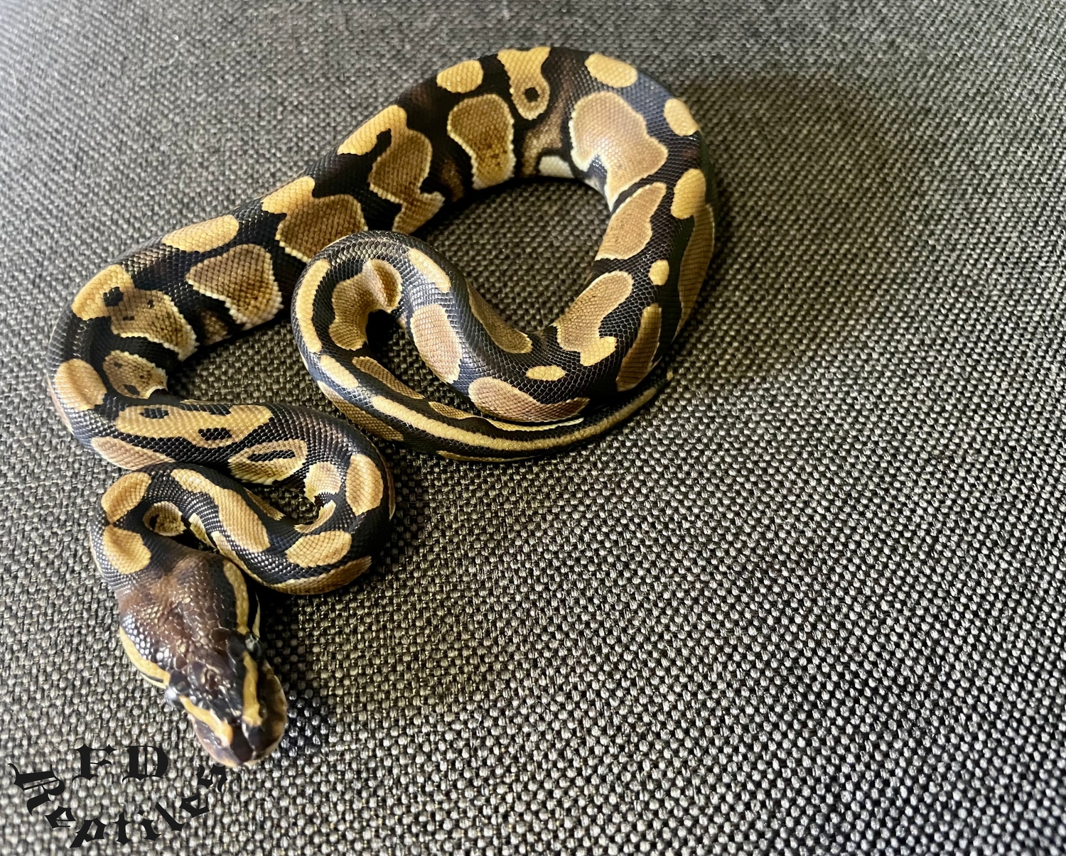 DH Albino Piebald Ball Python by FD reptiles by Felix - MorphMarket