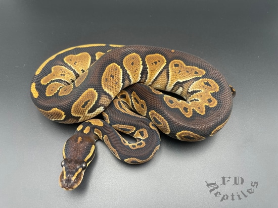 Black Head Special 50% Het. Albino Ball Python by FD reptiles by Felix