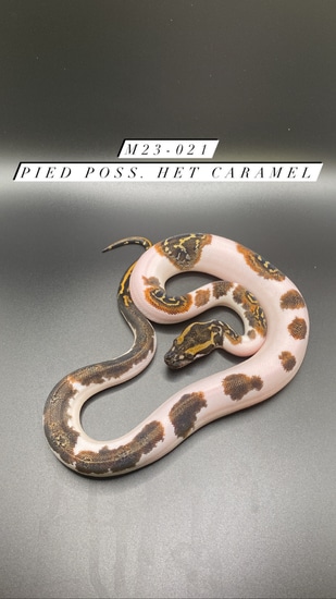 Pied 66% Het Caramel Burmese Python by Elite Snakes