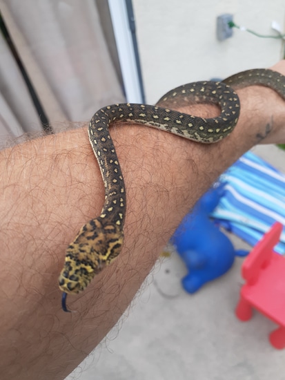 SDZ/CC Pure Diamond Diamond Carpet Python by Feinprint Exotics LLC