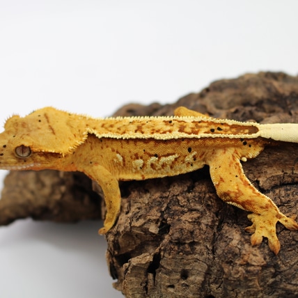 Yellow Harlequin Dalmatian Crested Gecko