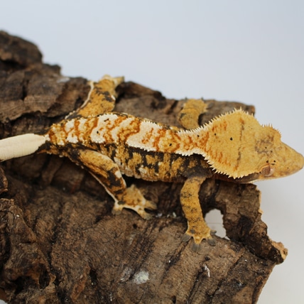 Tri-color Extreme Harlequin Crested Gecko