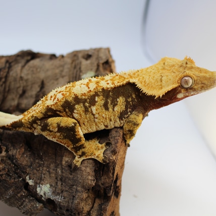 Red Extreme Harlequin Crested Gecko