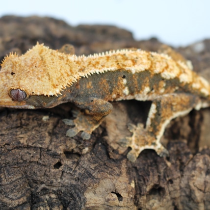 Tricolor Harlequin Dalmatian Crested Gecko