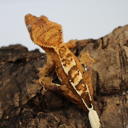 Yellow Harlequin Dalmatian Crested Gecko