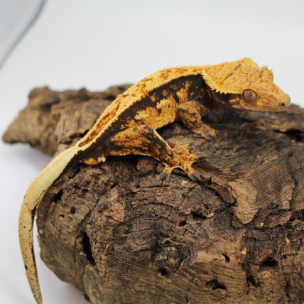 Dark Harlequin Crested Gecko